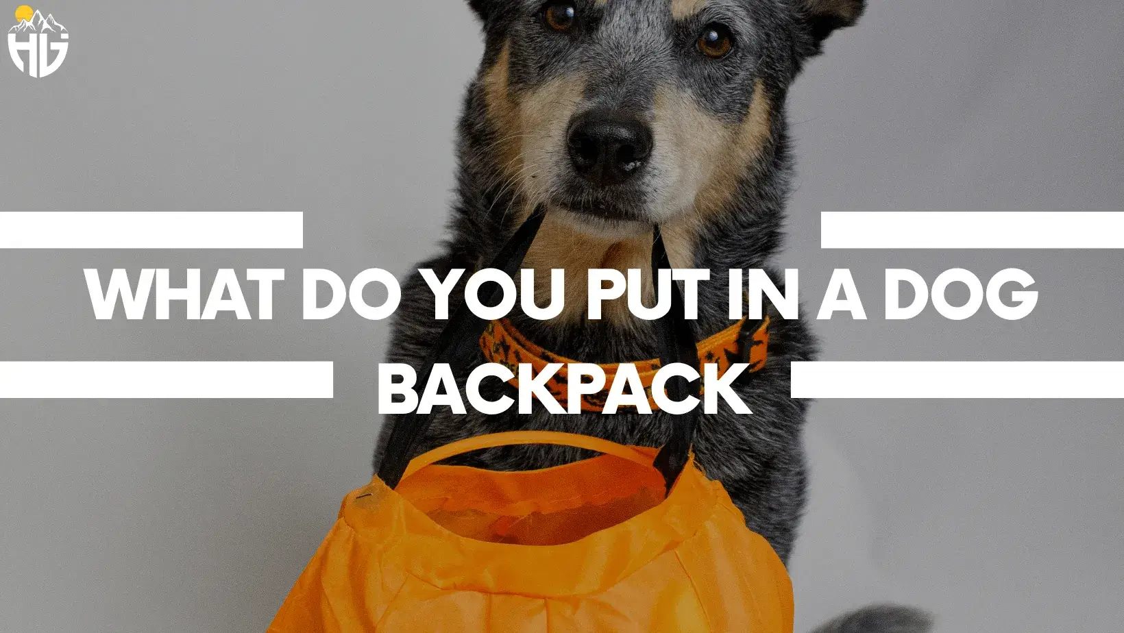 What do you put in a Dog Backpack