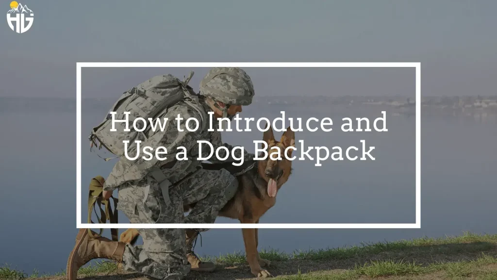 How to Introduce and Use a Dog Backpack