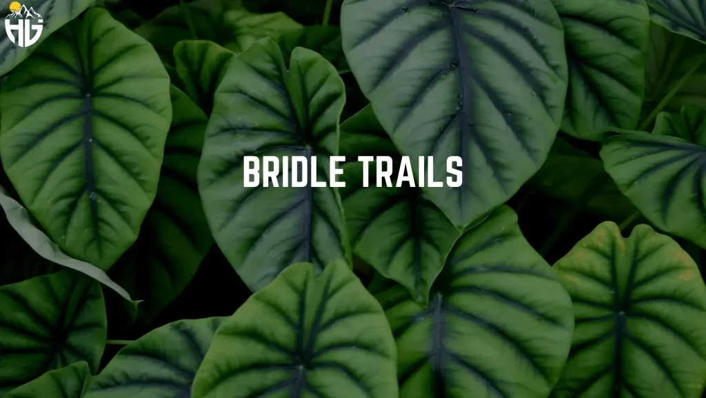 Bridle Trails