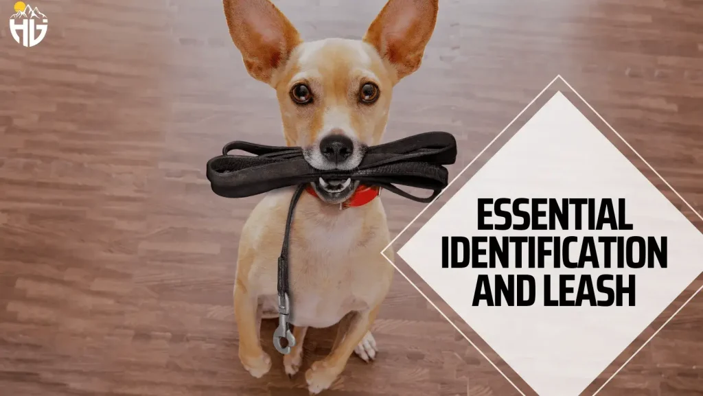 Essential Identification and Leash